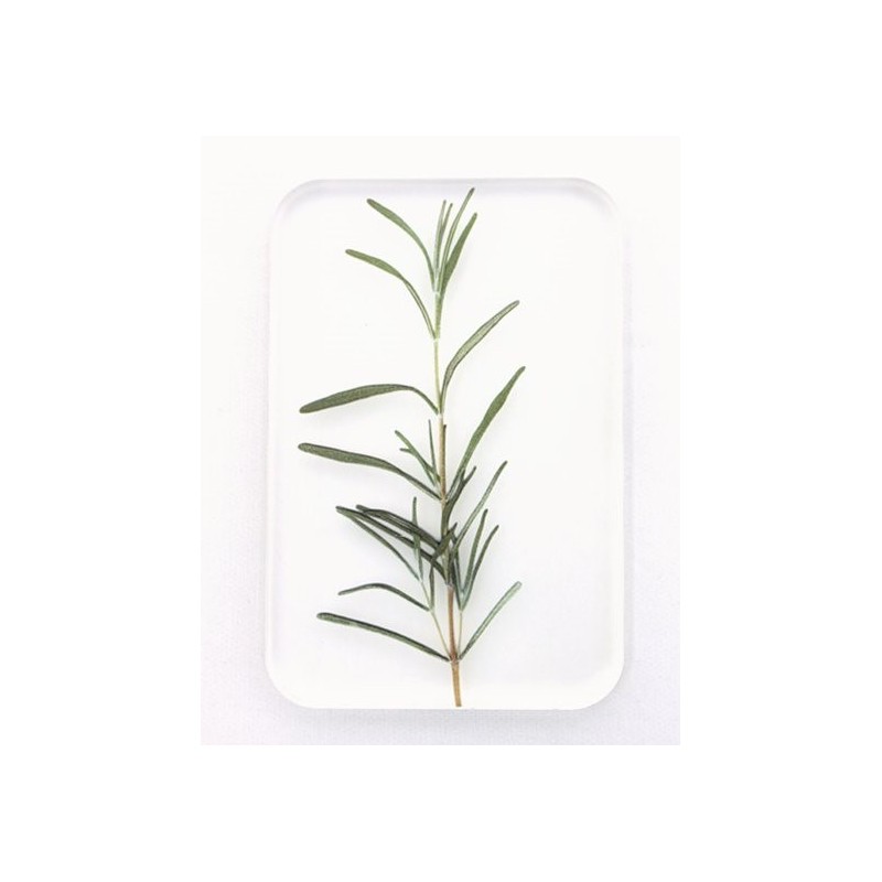 TU005B Tray Rosemary