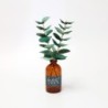 BC003 SOEL Eucalyptus
