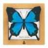 BC00201 SQAR Blue Butterfly