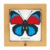 BC00203 SQAR Red-Blue Butterfly