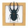 BC00204 SQAR Black Caucasus Beetle