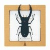 BC00205 SQAR Black Stag Beetle